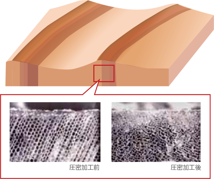 圧密加工による木材の表面細胞の変化